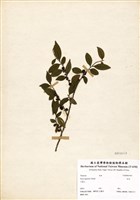 藏品(柃木)的圖片